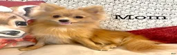 Pomeranian dogs for sale: Roo - Ad 5