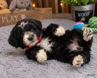 Mixed Breed dogs Male 3 - Ad 1