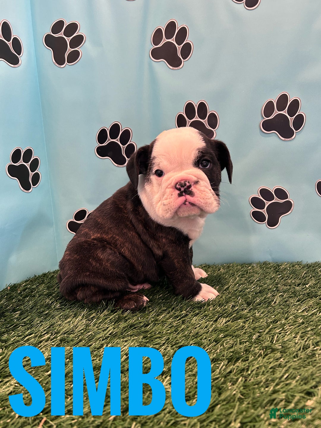 English Bulldog dogs for sale: SIMBO - Ad 5