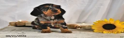 Miniature Dachshund dogs for sale: Latte - Ad 3