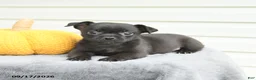 Mixed Breed dogs for sale: Sierra - Ad 3