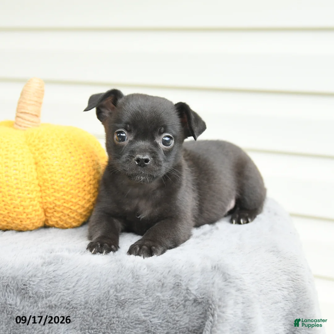 Mixed Breed dogs for sale: Sierra - Ad 3