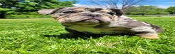 English Bulldog dogs for sale: Diesel - Ad 5