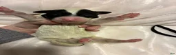 Bernedoodle dogs for sale: Bernedoodle Boy Spike - Ad 3