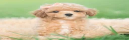 Toy Poodle dogs for sale: Elsie AKC - Ad 5