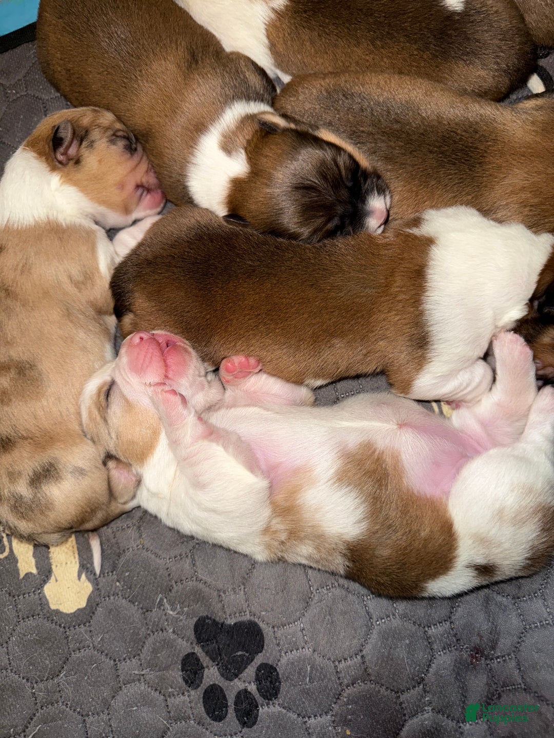 Welsh Corgi Pembroke dogs for sale: Welsh Corgi Pembroke Puppy 5 - Ad 7