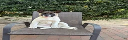 Akita dogs for sale: Ash - Ad 2