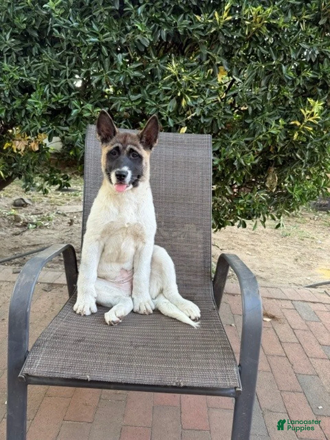 Akita dogs for sale: Ash - Ad 2