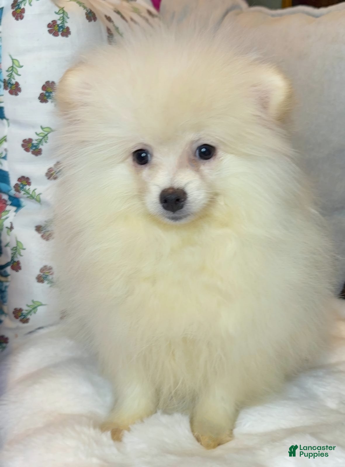Pomeranian dogs Pomeranian Puppy cuddles  - Ad 2