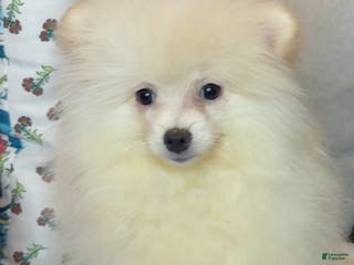 Pomeranian dogs Pomeranian Puppy cuddles - Ad 2
