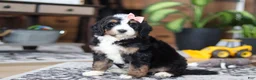 Bernedoodle dogs for sale: Lulu - Ad 4