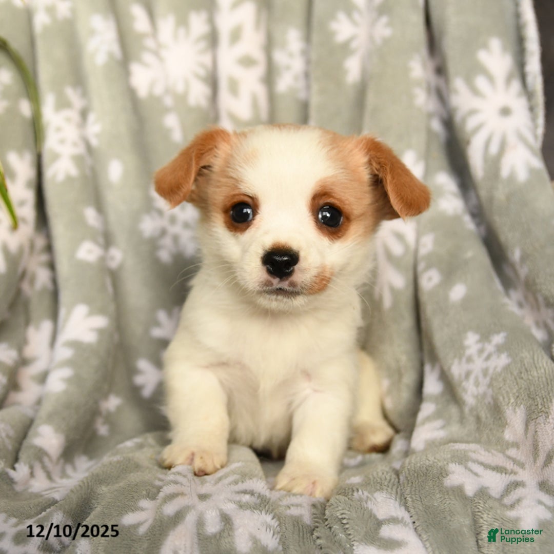 Mixed Breed dogs for sale: Mocha - Ad 3