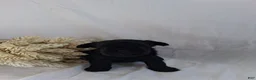Affenpinscher dogs for sale: LLW JORDY - Ad 7