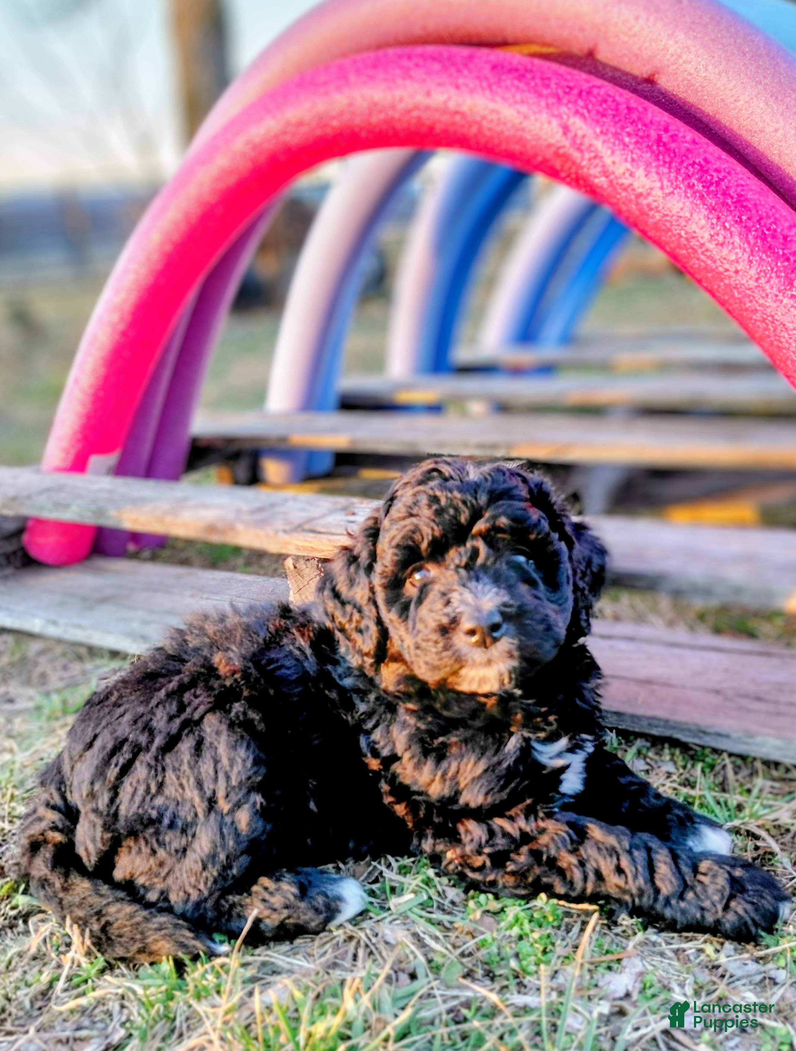 Mini Goldendoodle dogs for sale: Mini Goldendoodle Puppy CHELSEA - Ad 2
