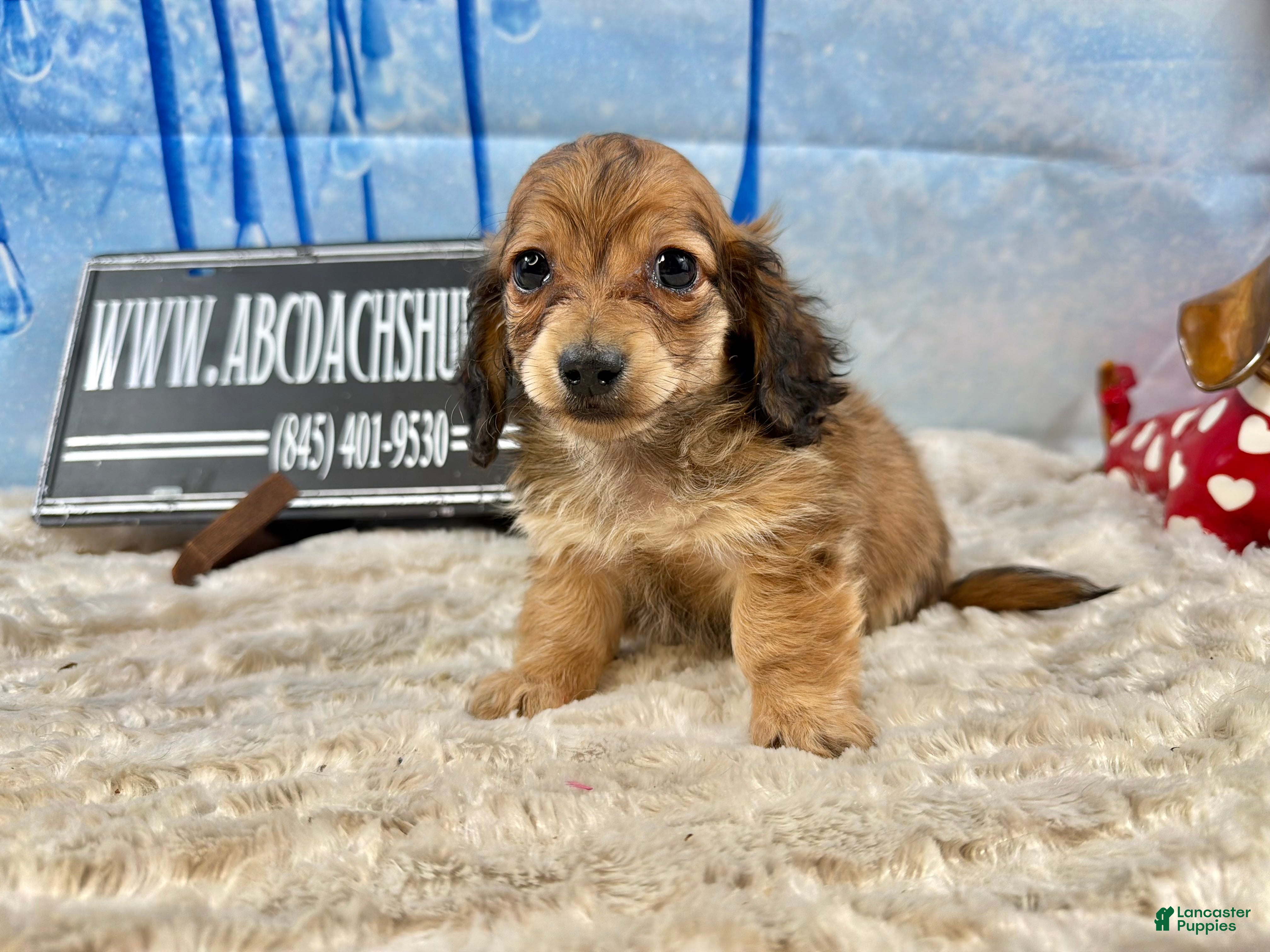 Miniature Dachshund dogs Cream/red  - Ad 6