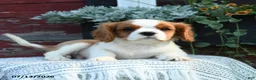 Cavalier King Charles Spaniel dogs for sale: Jasper - Ad 2