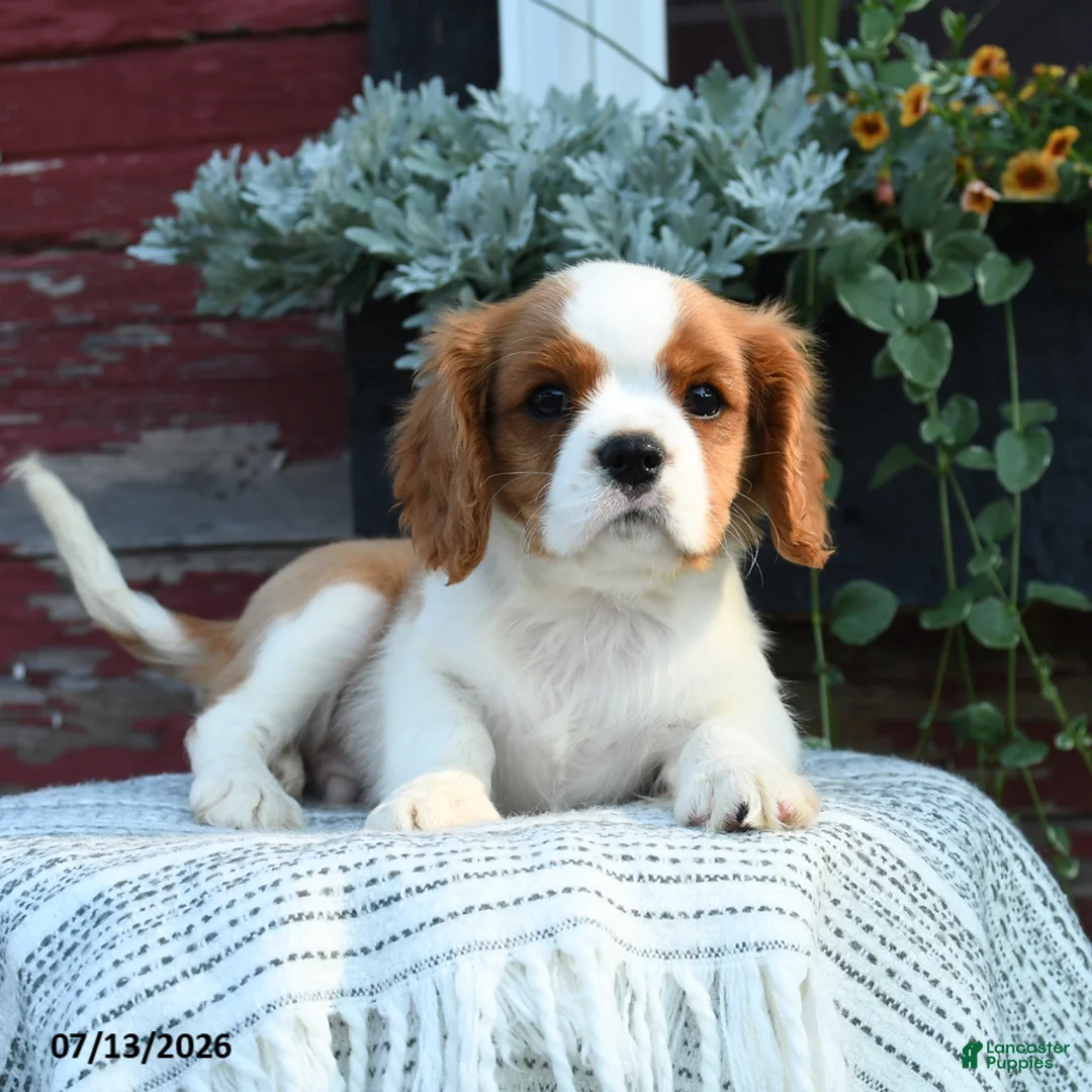 Cavalier King Charles Spaniel dogs for sale: Jasper - Ad 2