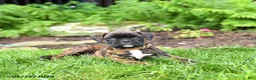 Boxer dogs for sale: Betty   - Ad 5