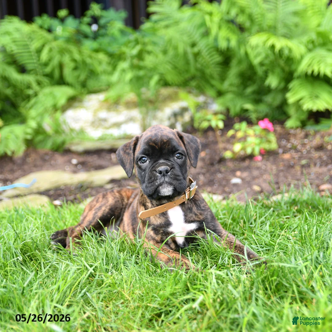 Boxer dogs for sale: Betty   - Ad 5