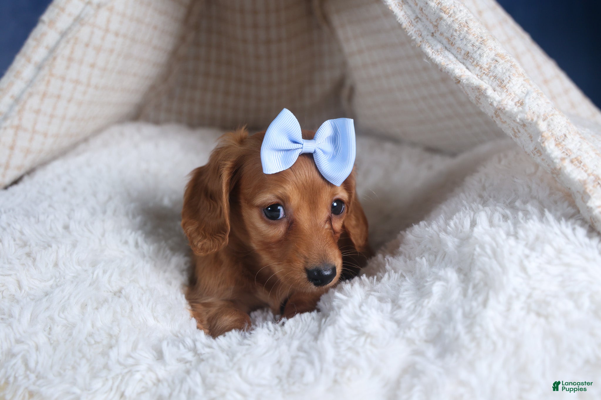 Dachshund dogs Quenton - Ad 2