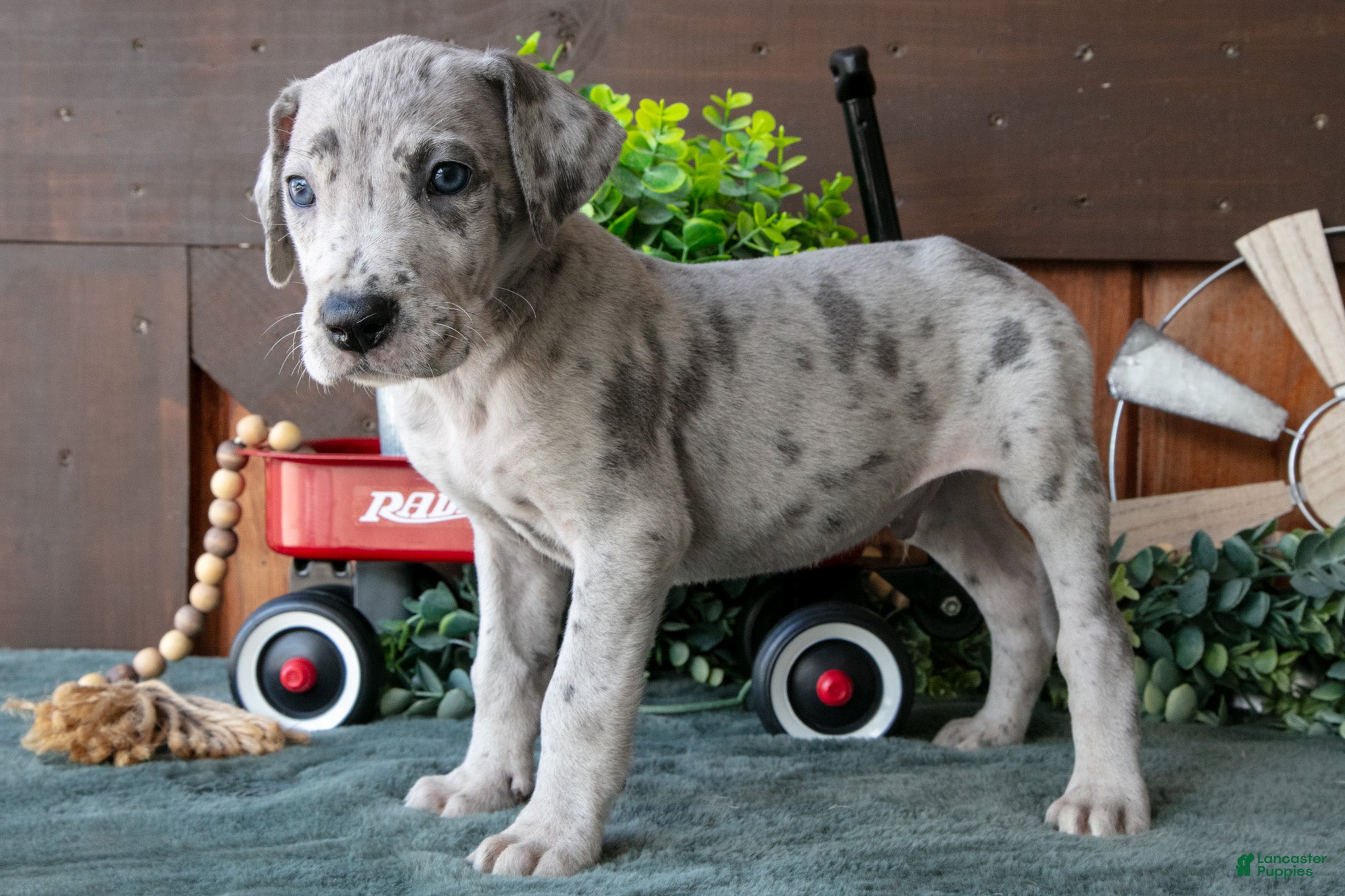 Great Dane dogs Banjo - Ad 1