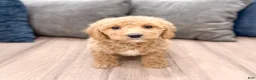 Miniature Labradoodle dogs for sale: Karly - Ad 1