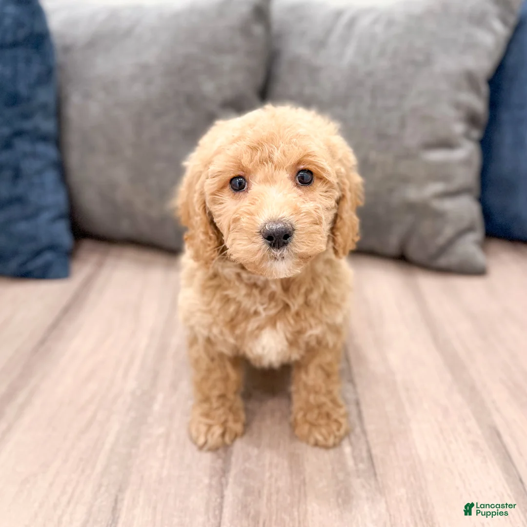 Miniature Labradoodle dogs for sale: Karly - Ad 1