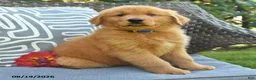 Golden Retriever dogs for sale: Mike - Ad 3