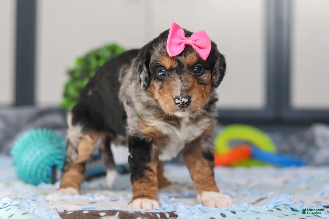 Mini Bernedoodle dogs for sale: Pearl - Ad 5