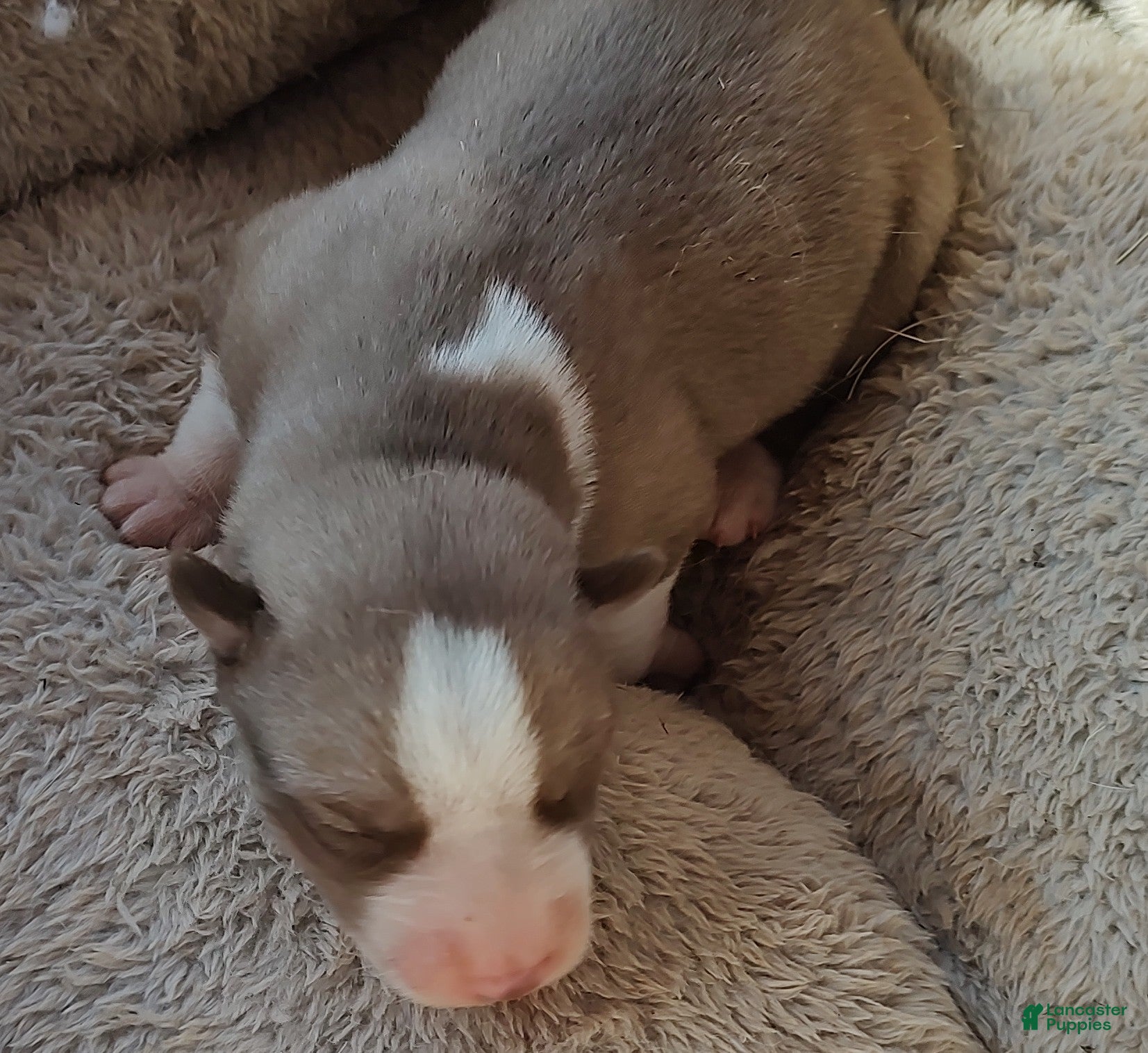 Siberian Husky dogs Siberian Husky Puppy 2 - Ad 12