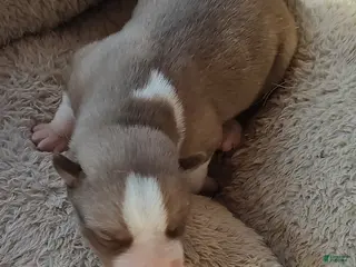 Siberian Husky dogs Siberian Husky Puppy 2 - Ad 14