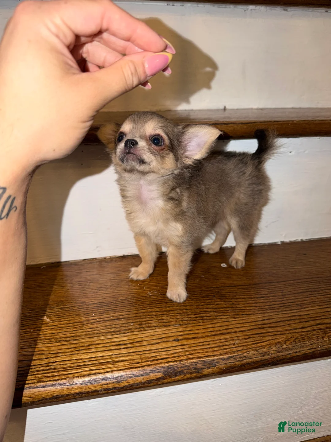 Chihuahua dogs for sale: Long coat male  - Ad 1