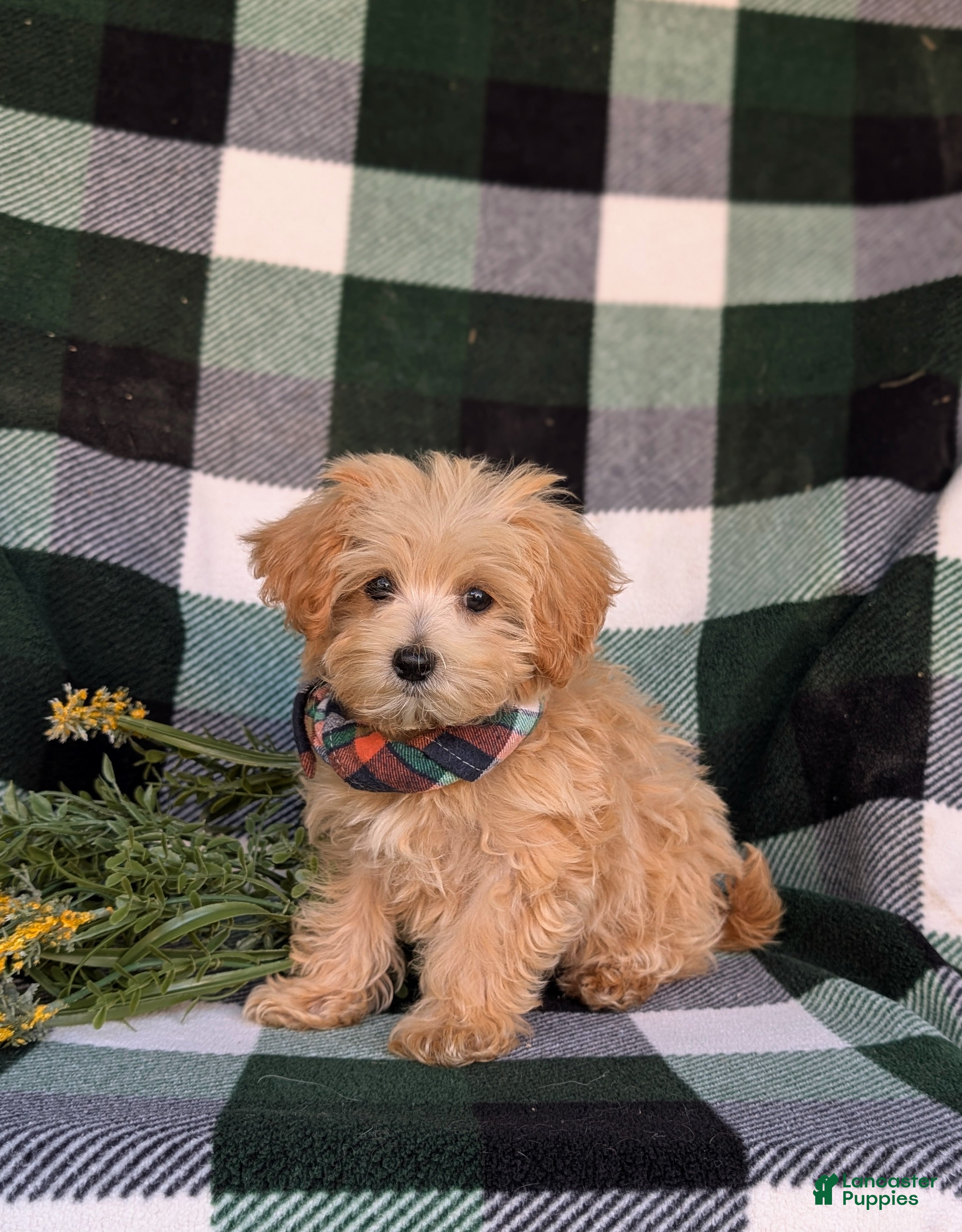 Maltipoo dogs Clifton 8 lbs Full Grown - Ad 1