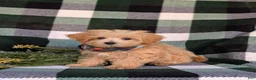 Maltipoo dogs for sale: Clifton 8 lbs Full Grown - Ad 1