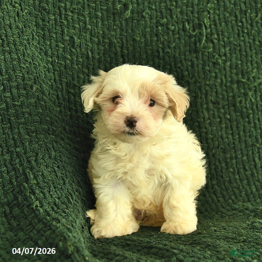 Maltipoo dogs Nova  - Ad 2