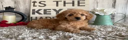 Toy Poodle dogs for sale: Victor - Ad 3