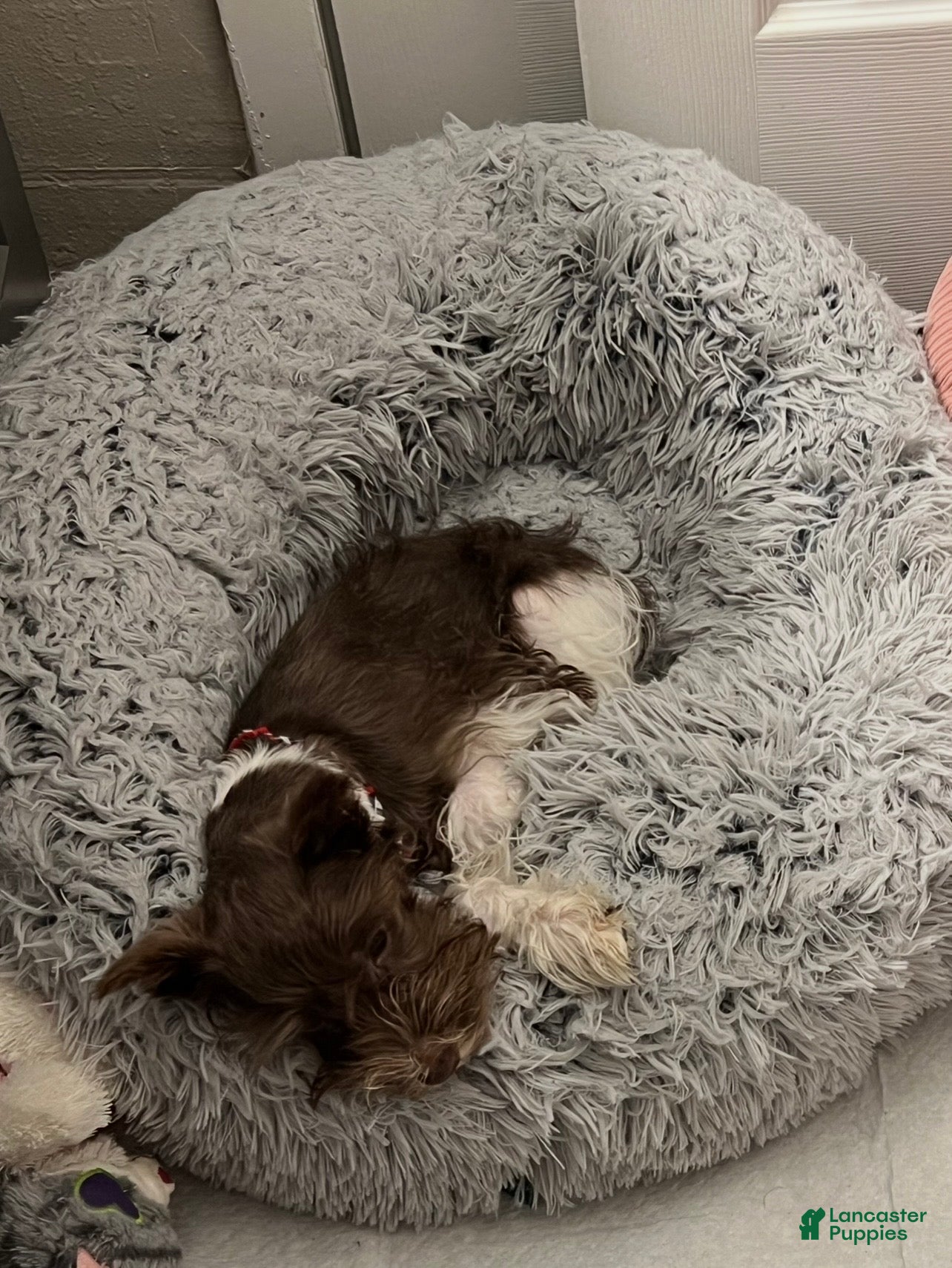 Miniature Schnauzer dogs Logan - Ad 32