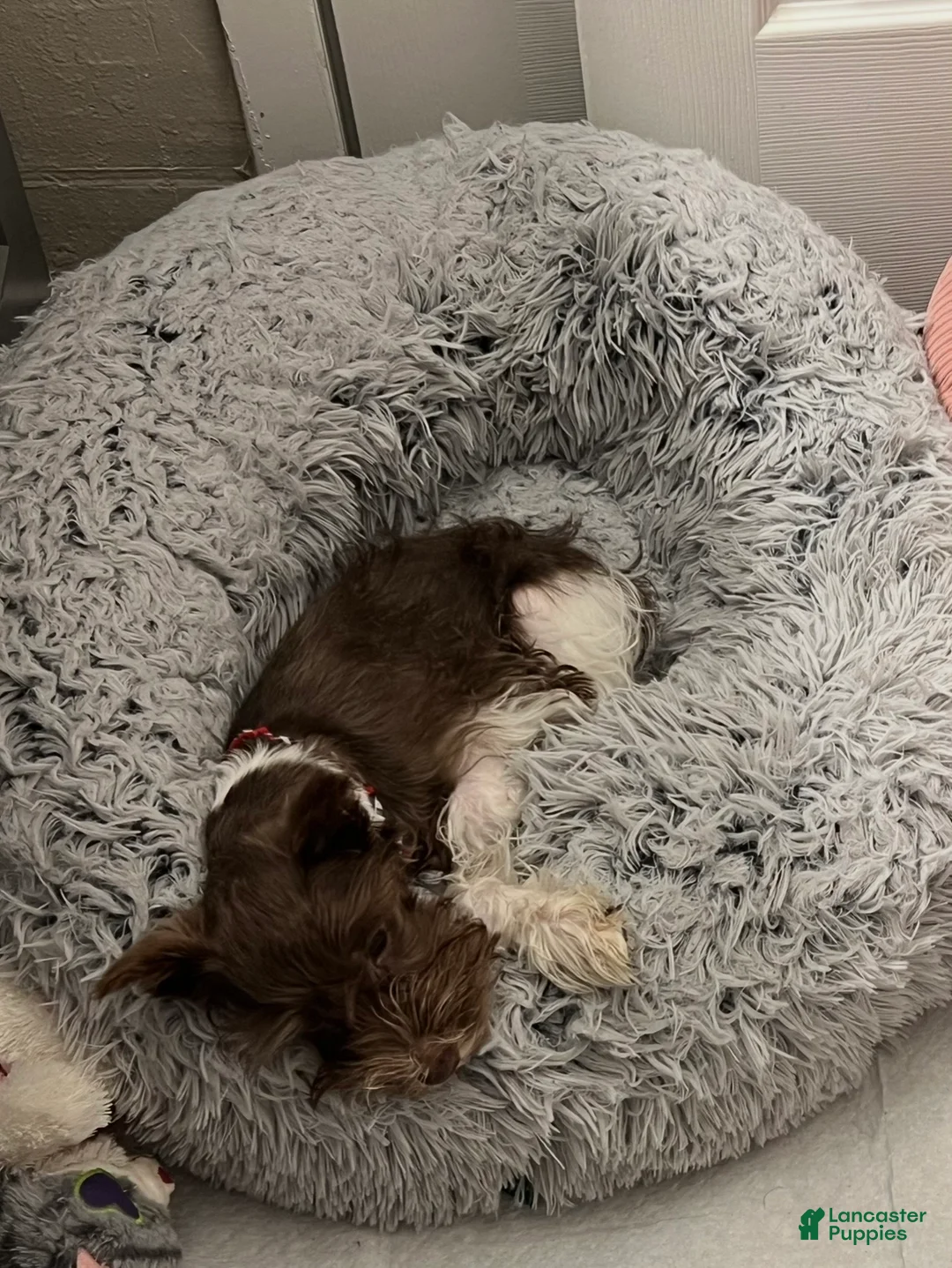 Miniature Schnauzer dogs for sale: Logan - Ad 1