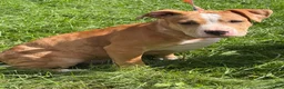 American Bully dogs for sale: Rocko - Ad 4