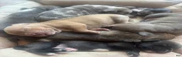 American Bully dogs for sale: American Bully 3 - Ad 10