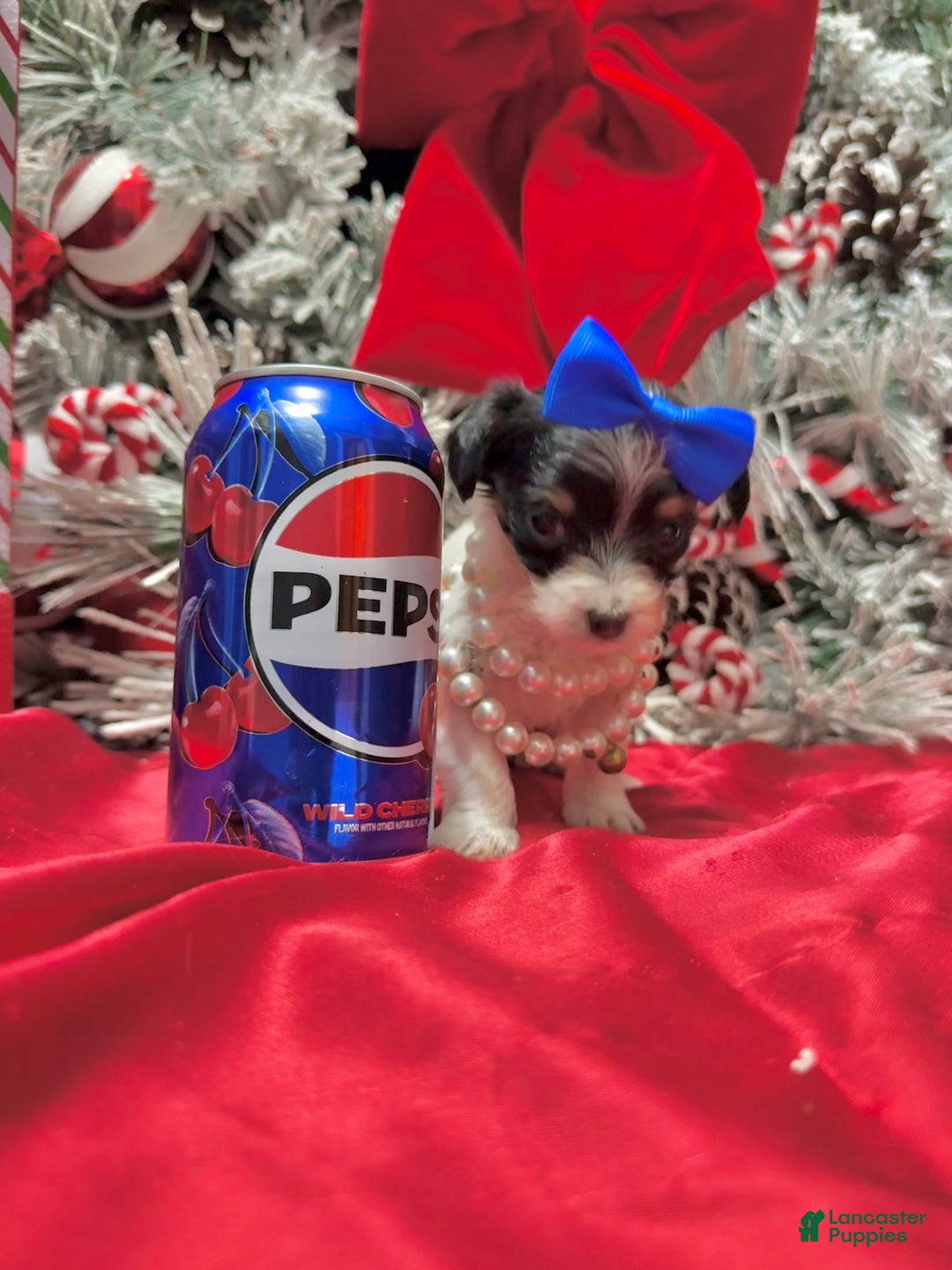 Yorkshire Terrier dogs for sale: Alfredo - Ad 21