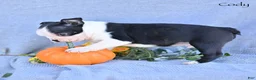 Boston Terrier dogs for sale: Cody - Ad 2