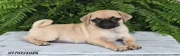 Pug dogs for sale: Edison - Ad 5