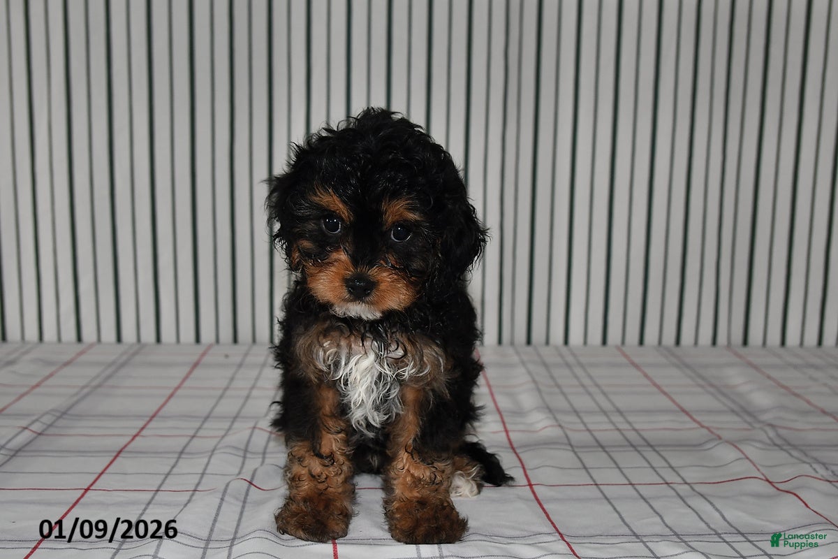 Cavapoo dogs for sale: Buddy - Ad 2