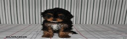 Cavapoo dogs for sale: Buddy - Ad 1