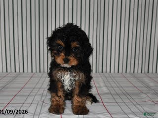 Cavapoo dogs for sale: Buddy - Ad 2
