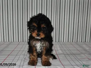 Cavapoo dogs Buddy - Ad 20