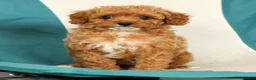 Cavapoo dogs for sale: Molly - Ad 7