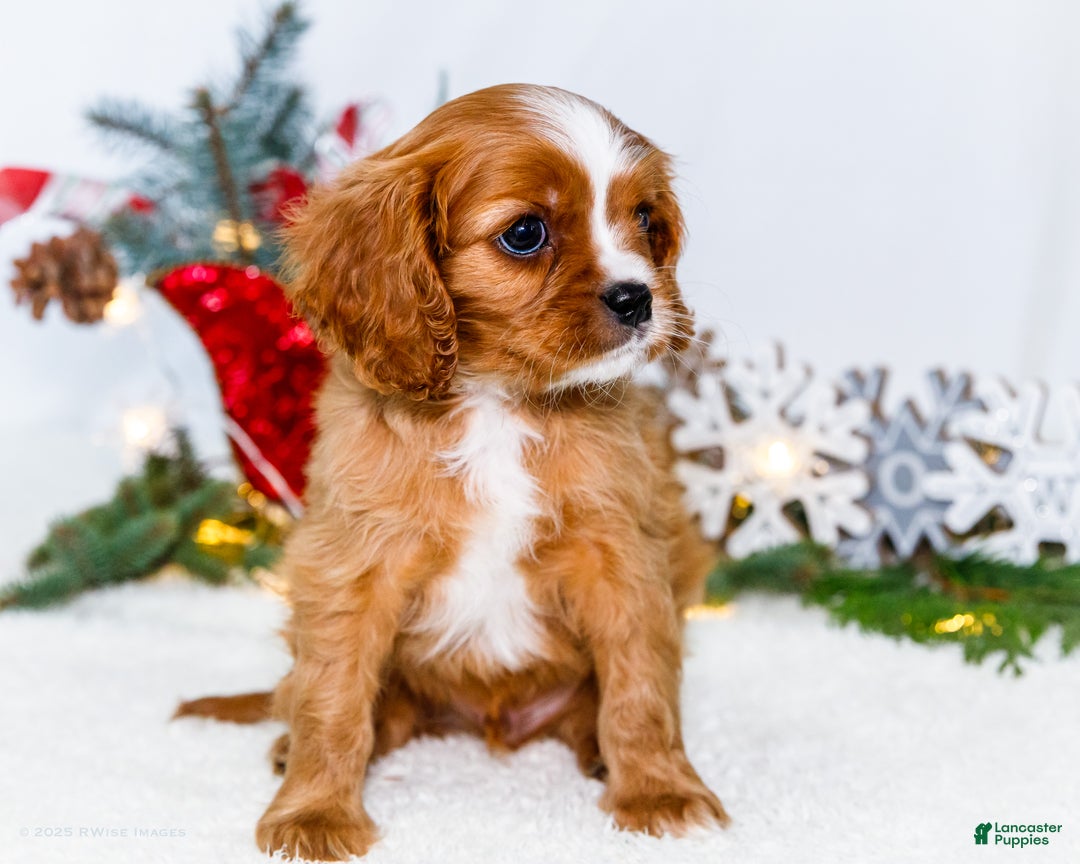 Cavalier King Charles Spaniel dogs for sale: Snowflake - Ad 7