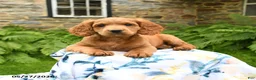 Cockapoo dogs for sale: Denver - Ad 3